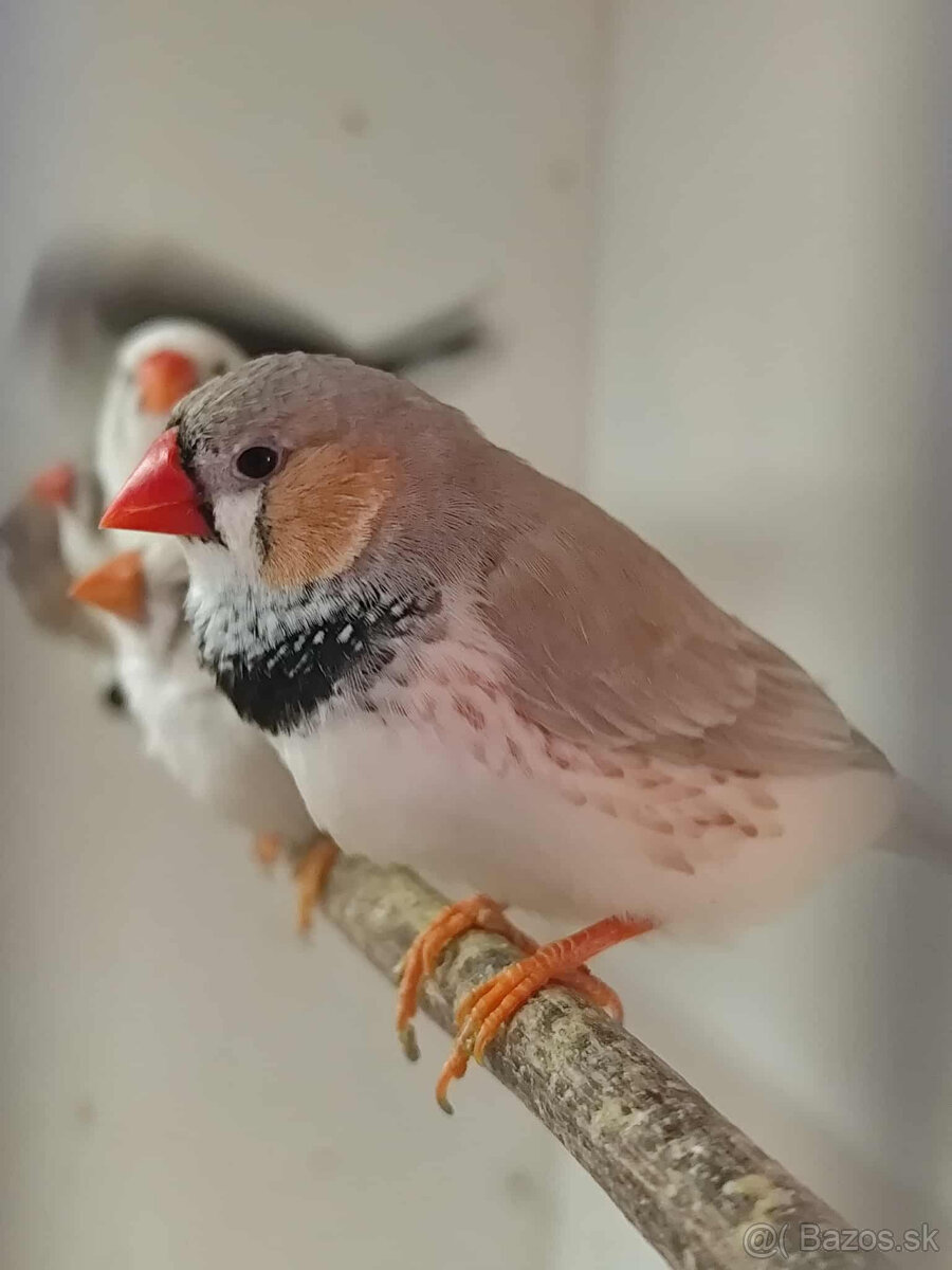 +++ predam zebricky +++