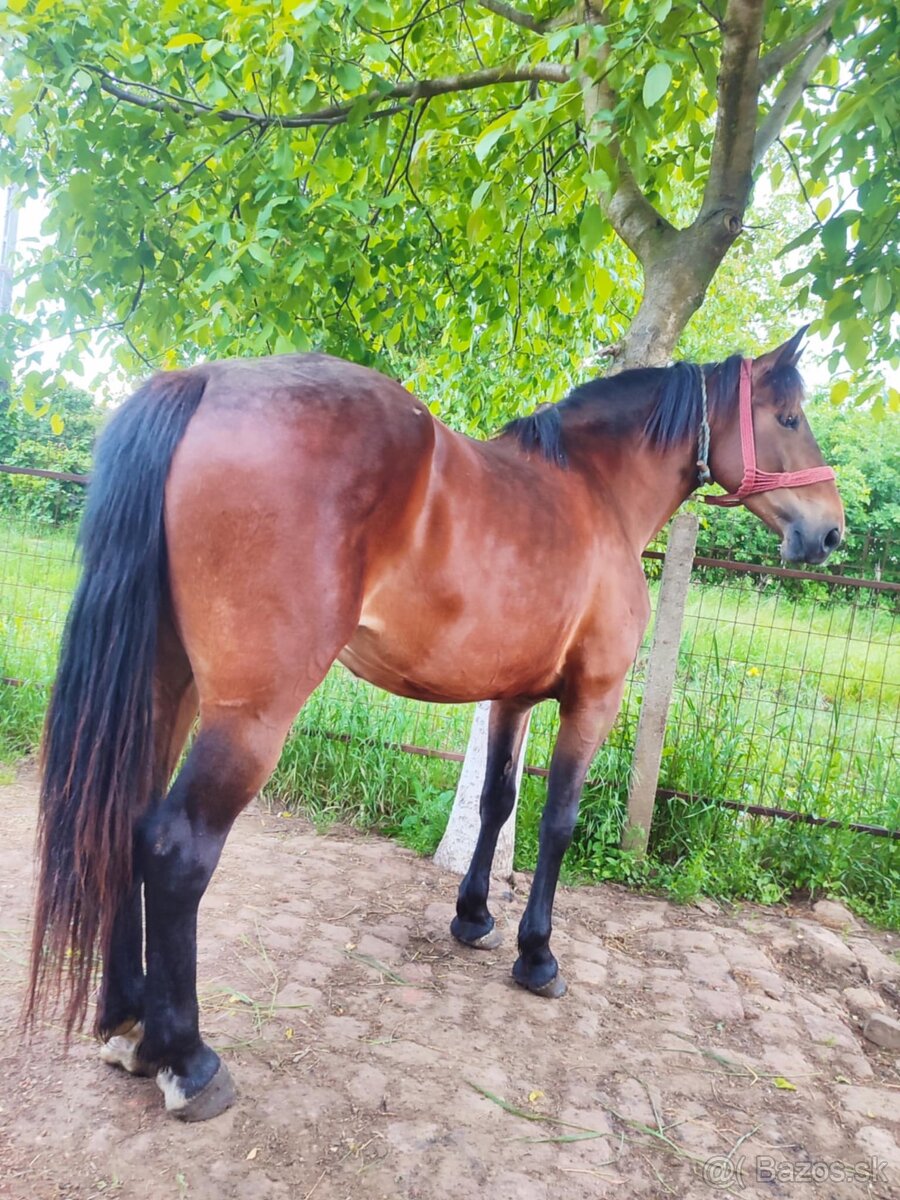 Kobyla