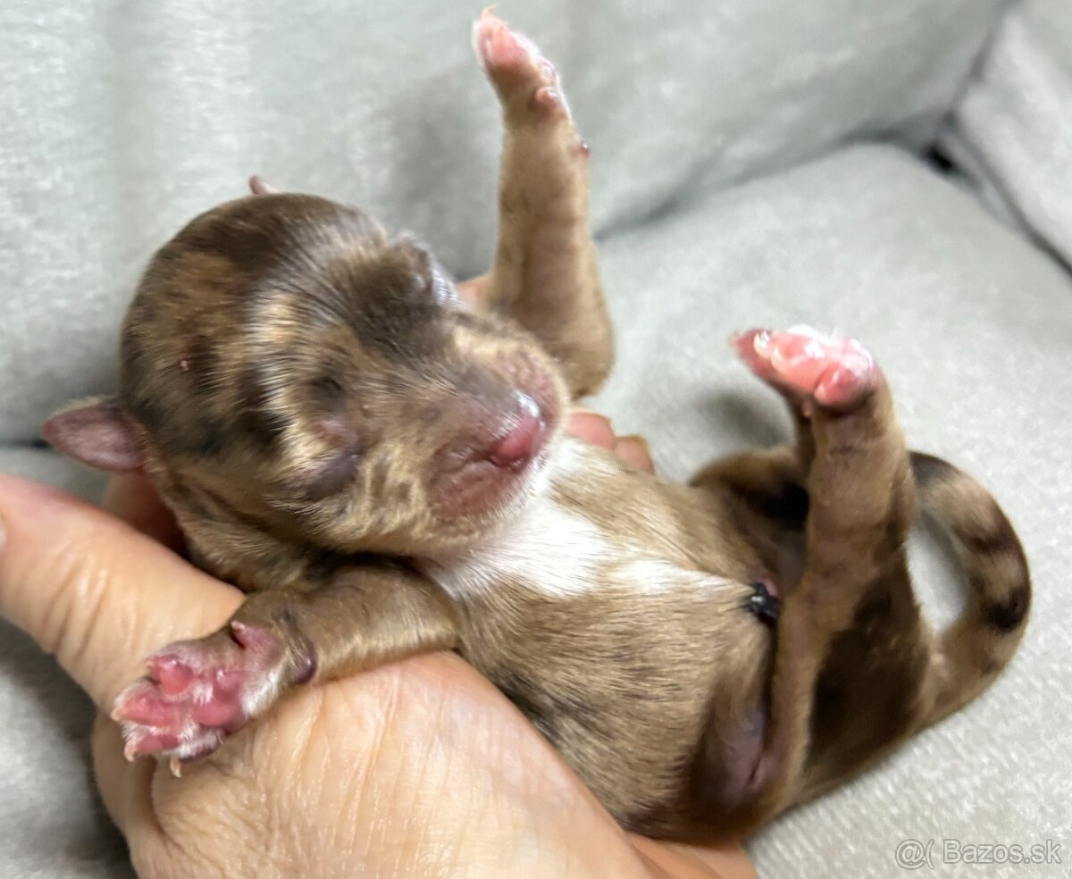 Yorkshire Terrier s PP
