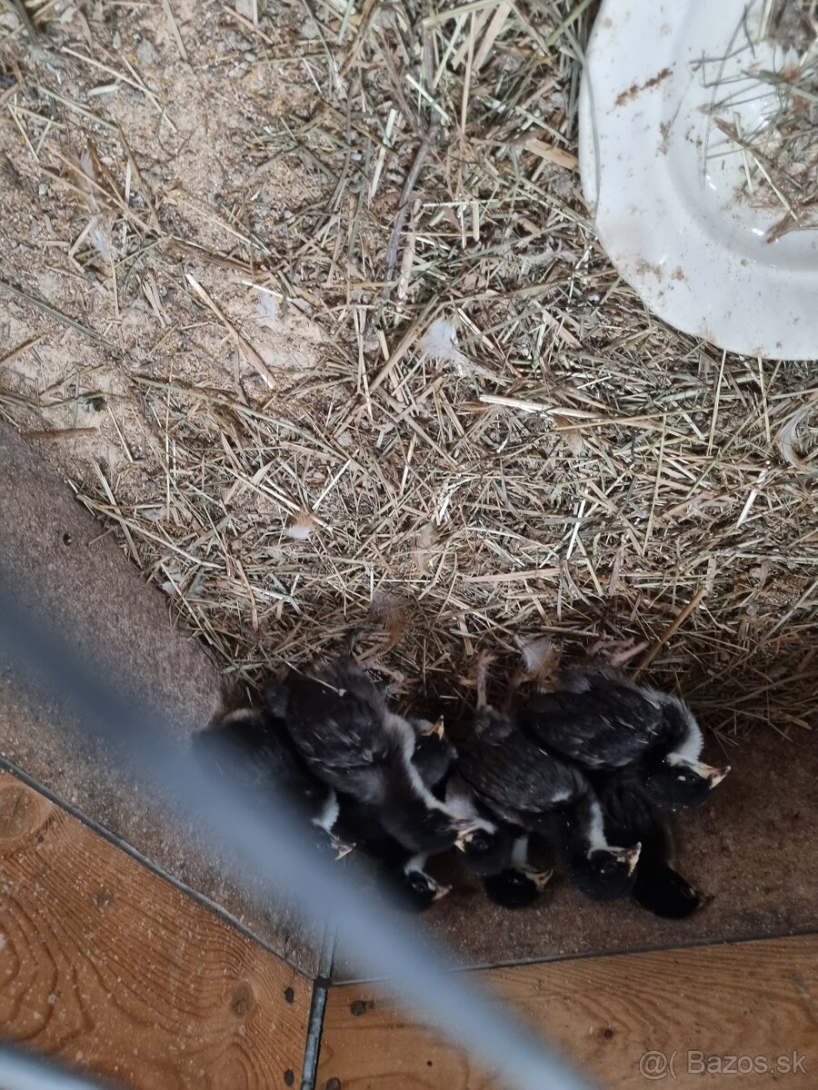 Kvočka s kuriatkami marans