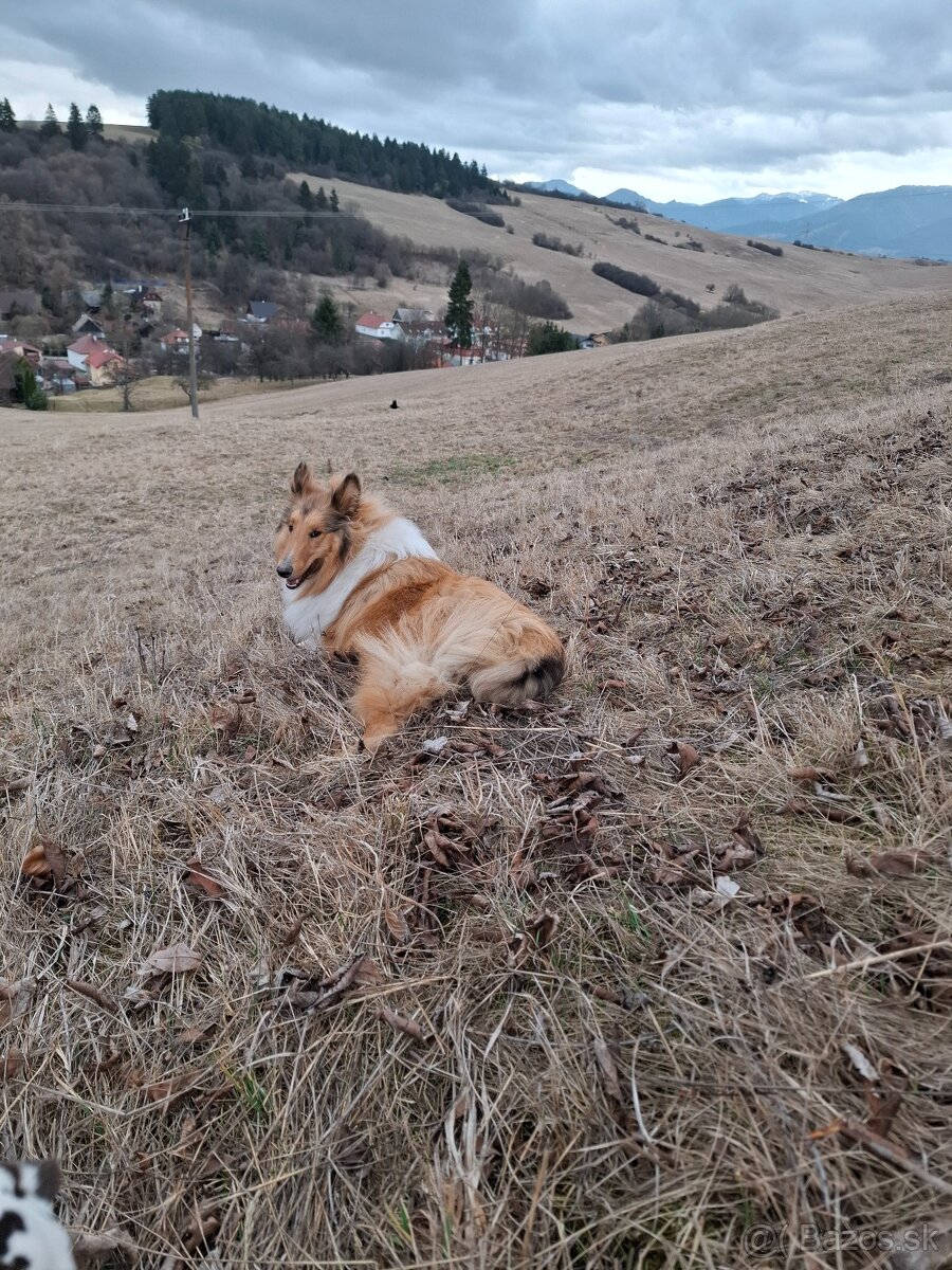 Dlhosrstá kólia