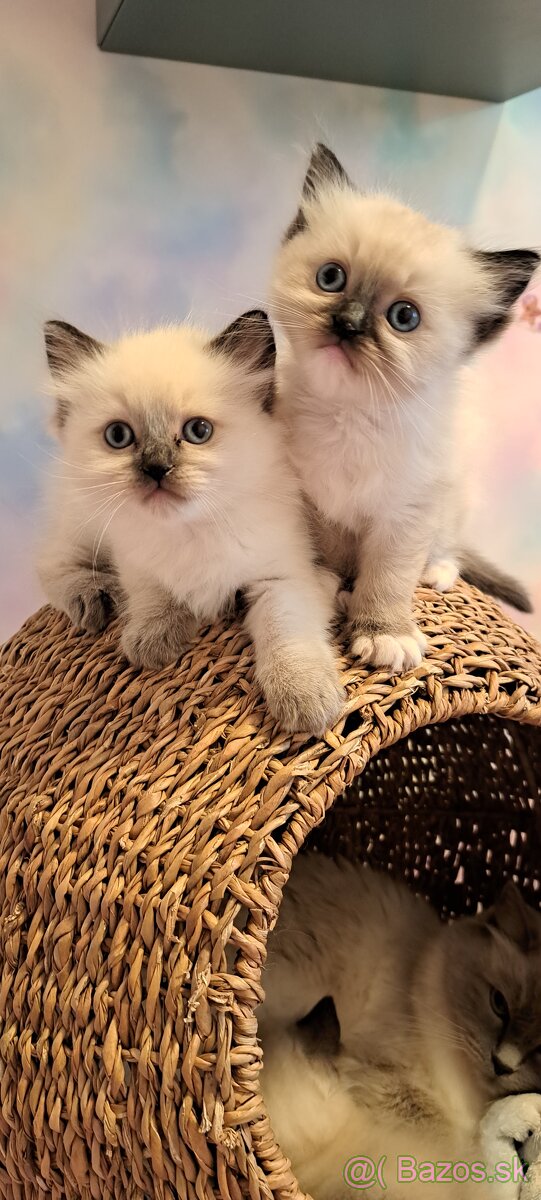 Ragdoll mačiatka