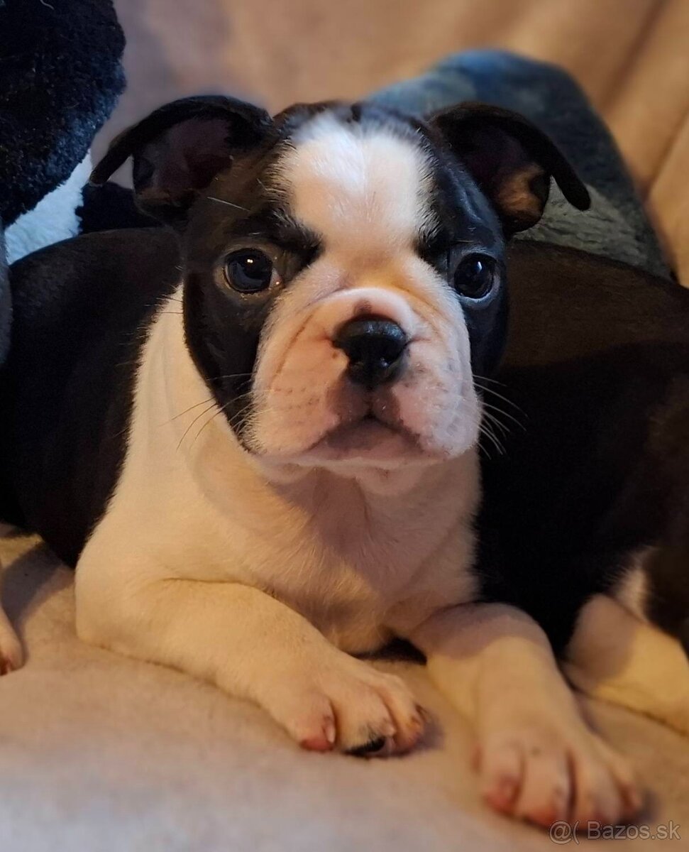 Boston,Bostonský teriér,Boston Terrier s PP