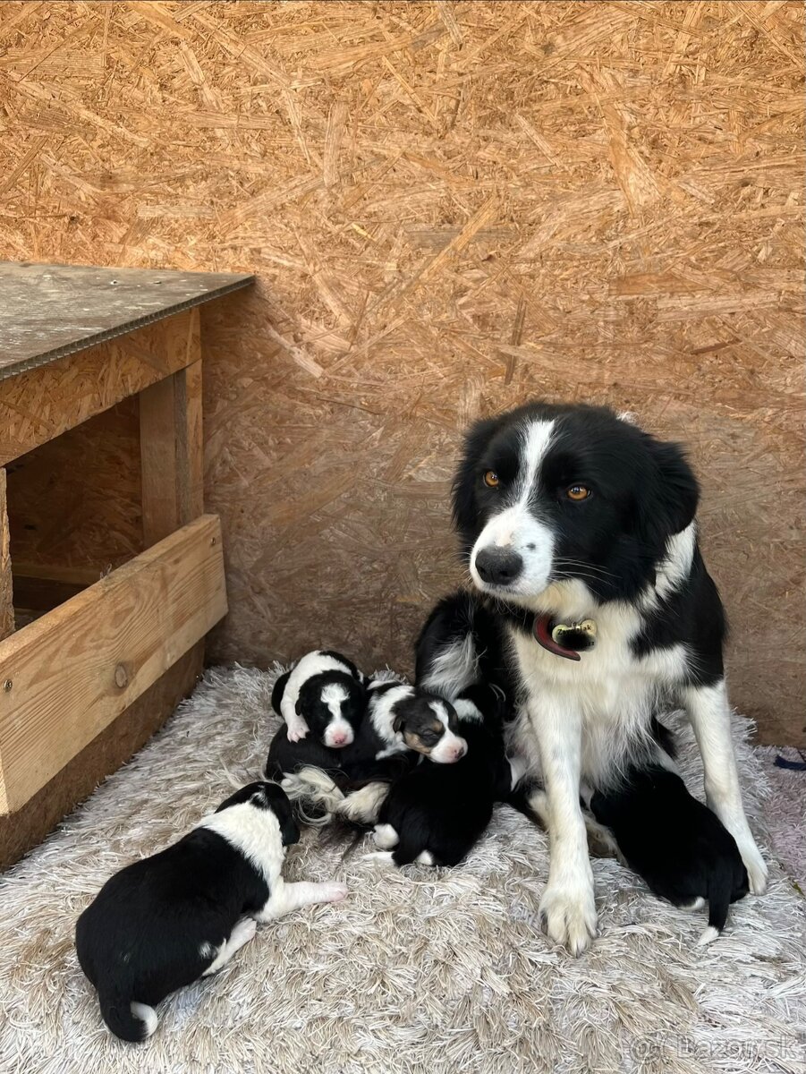 Predám šteniatka border kólie