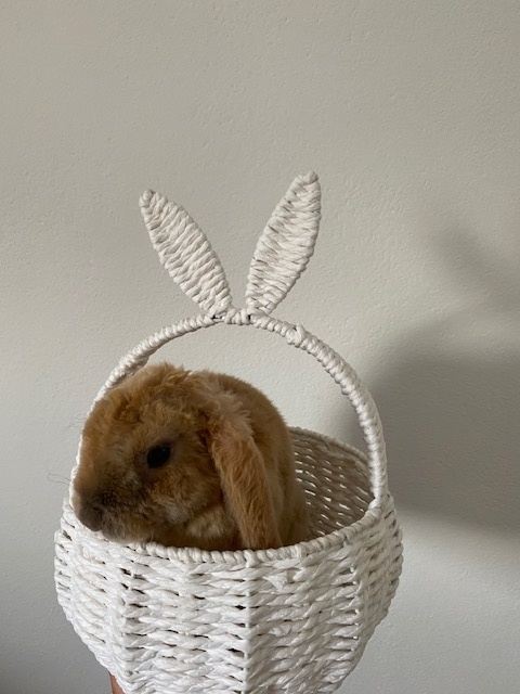 Zakrslý baranček Bob