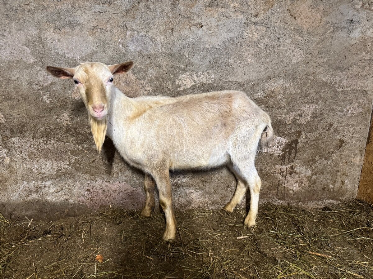 Cap Kozlík - koza biela krátkosrstá