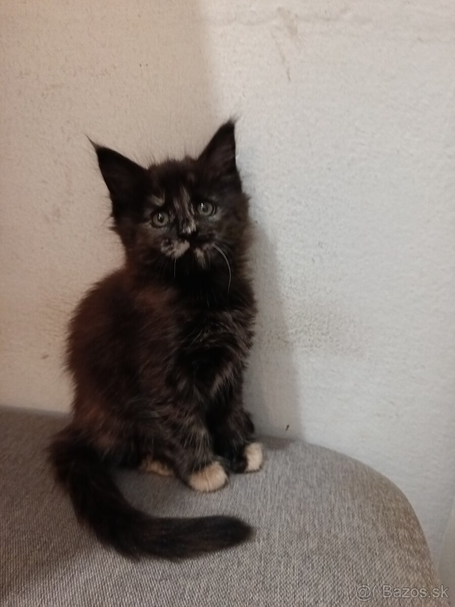 Mainska myvalia mačka