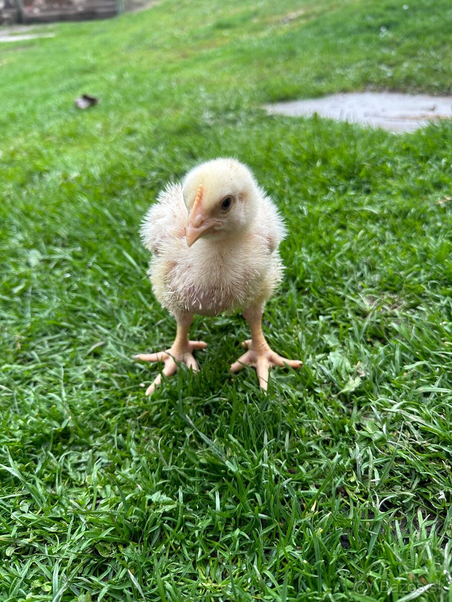 Brojlerové kurčatá ross 308