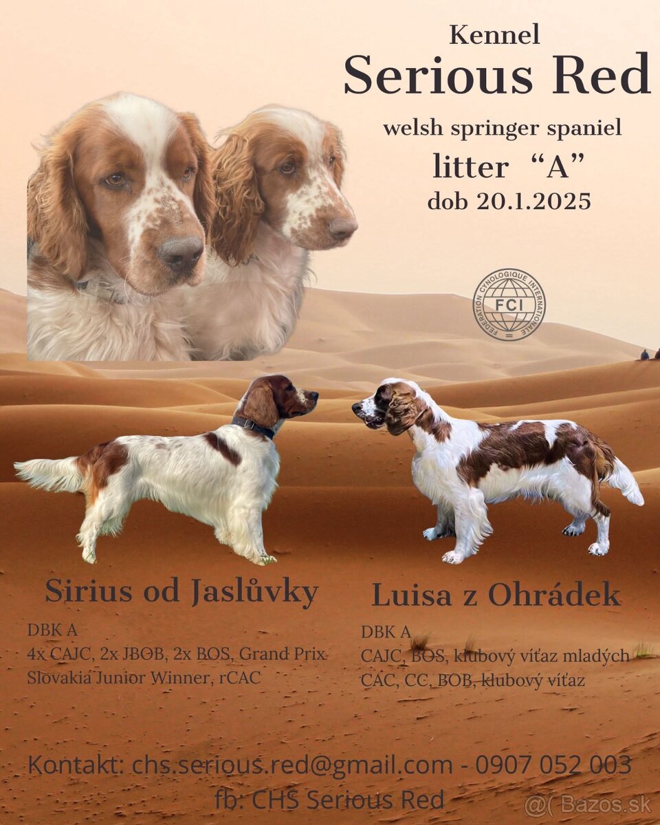 Welsh springer spaniel WSS šteniatka