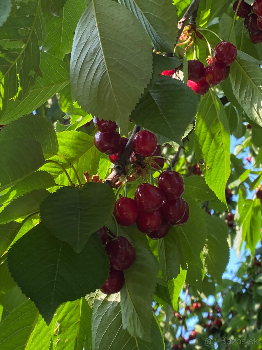 Čerešne v Bio kvalite - ešte pár kíl cez týždeň bude