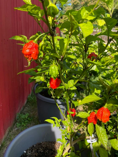 Darujem Carolina Reaper