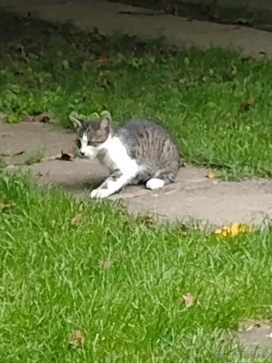 maciatka