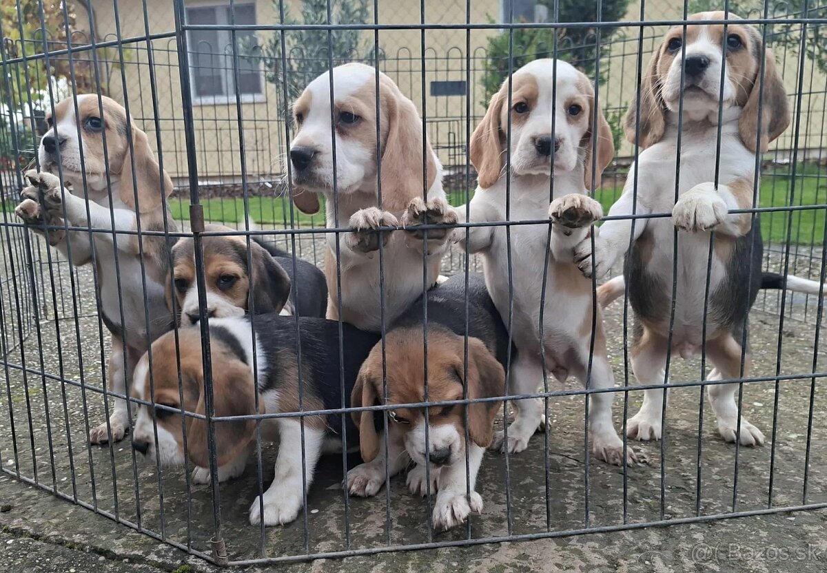 Beagle šteniatka