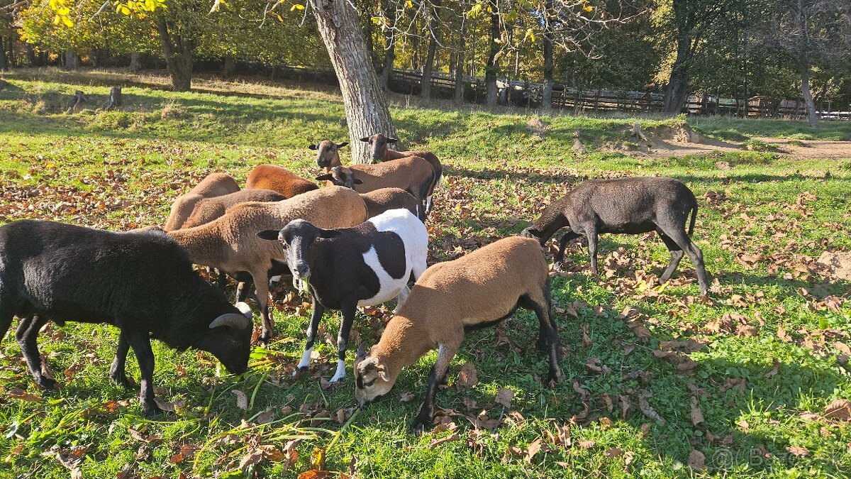 Predám kamerunskú jahňacinu