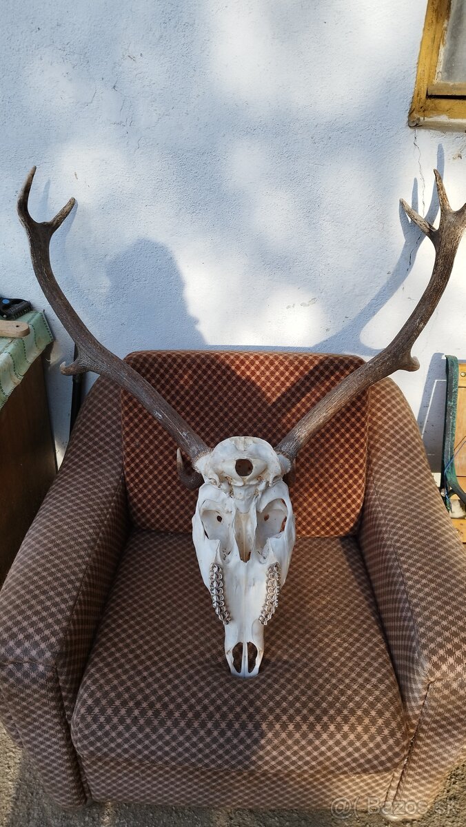 Predám trofej jeleňa.parozie, zhody, trofeje.