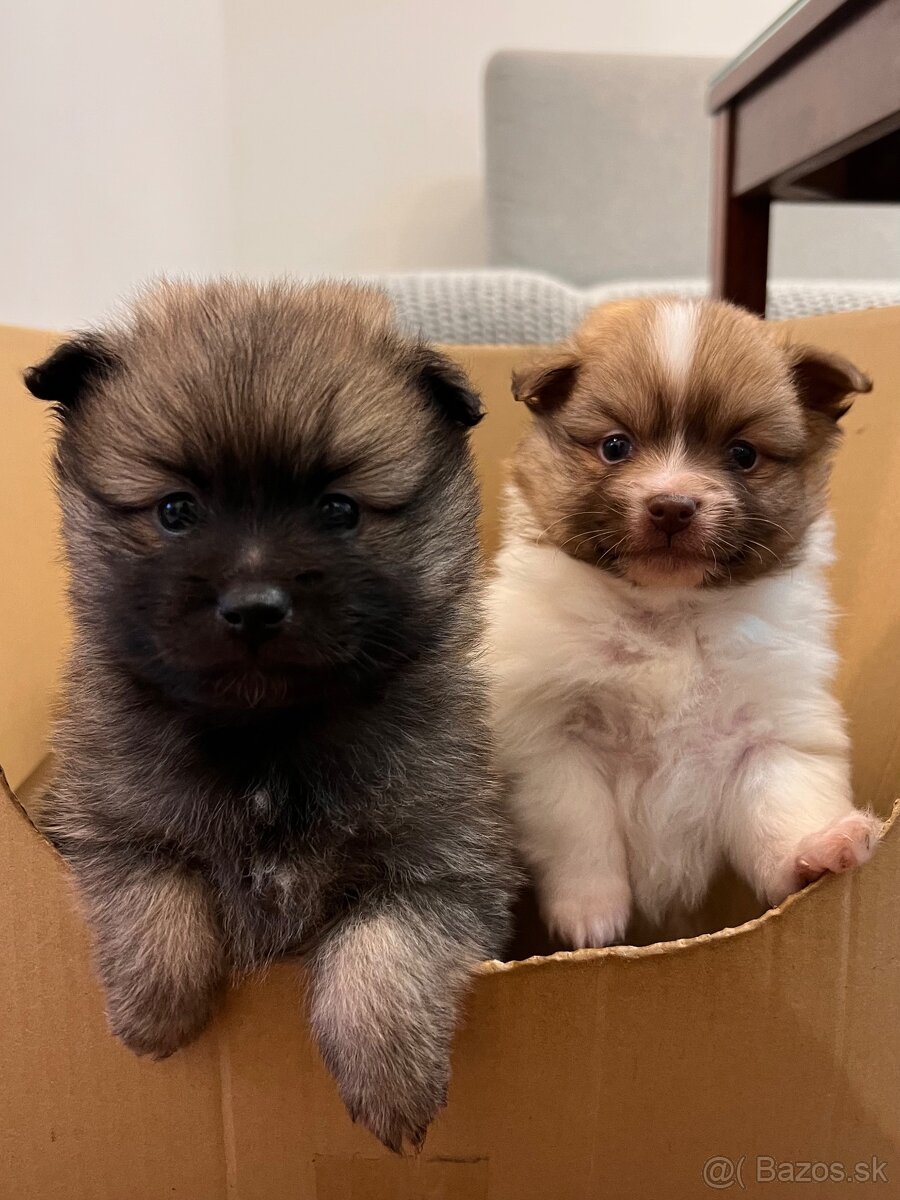 Na predaj šteniatka- Nemecký špic oranžový