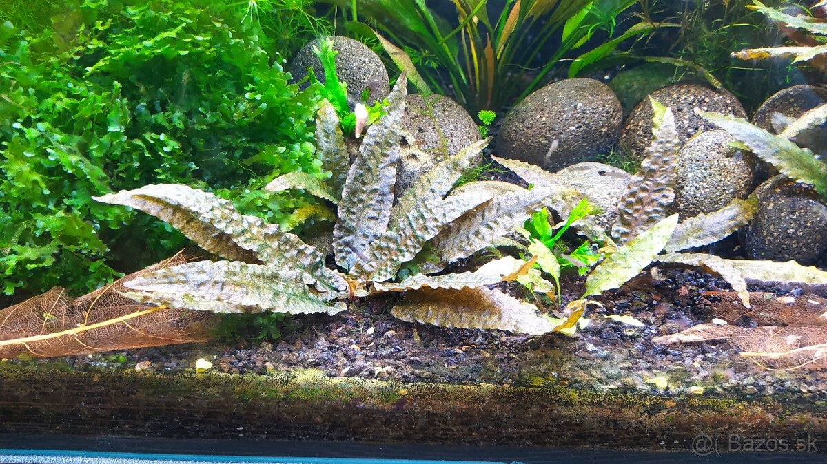 Rastliny do akvária, krevetky