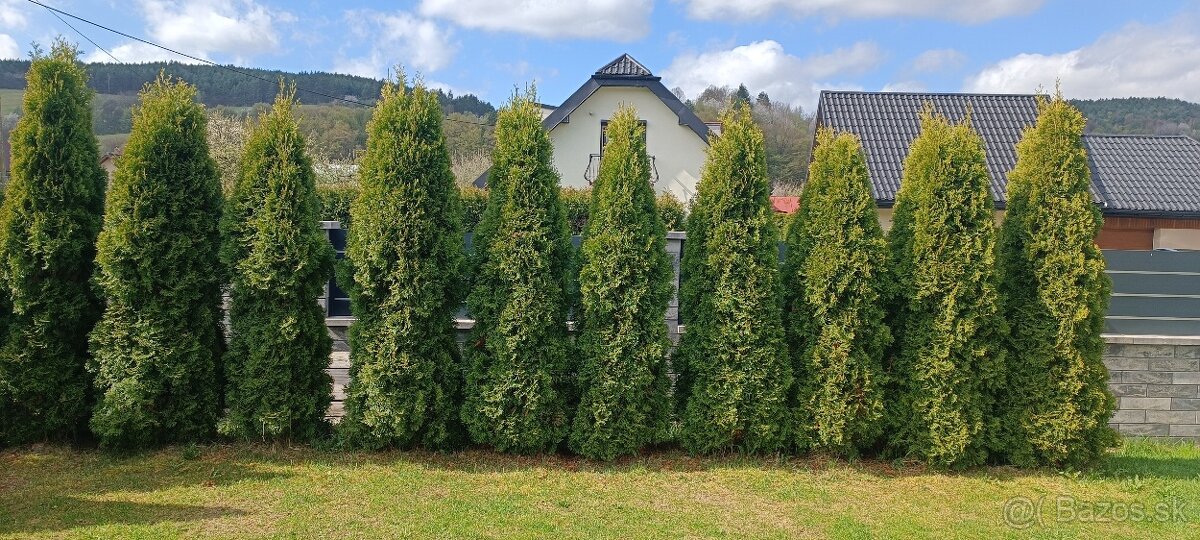 Predám Tuje smaragd