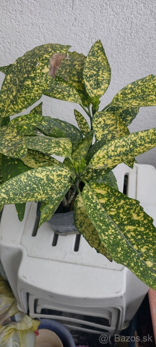 JAPANESE LAUREL