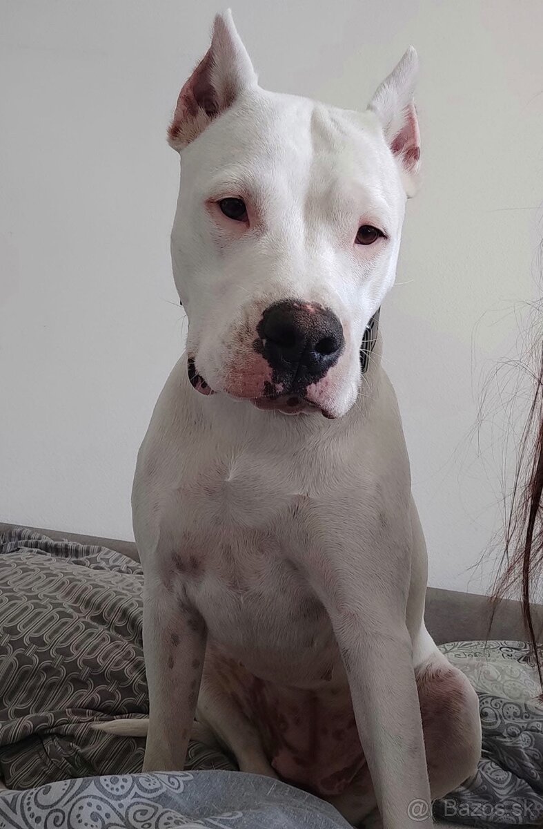 Argentínska doga