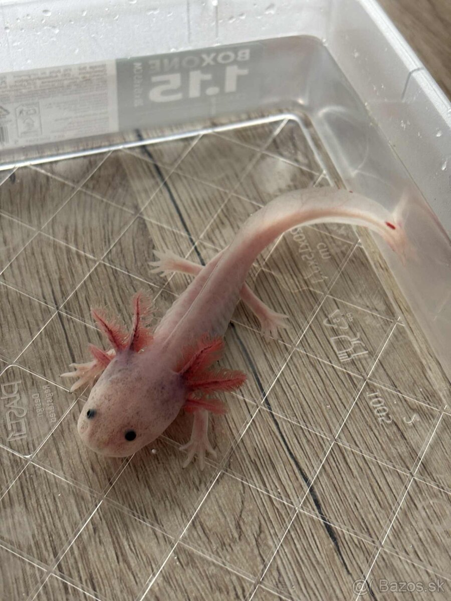 Axolotl mexický