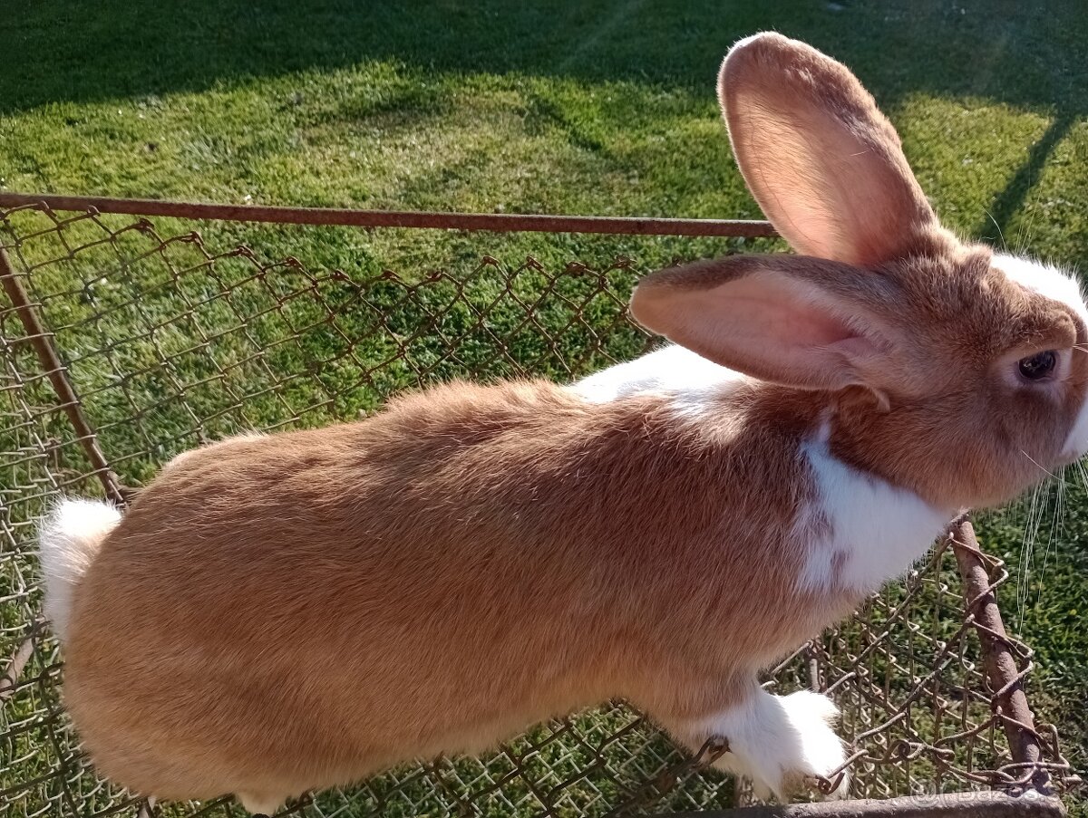 Predám králiky Šarišský obrovity