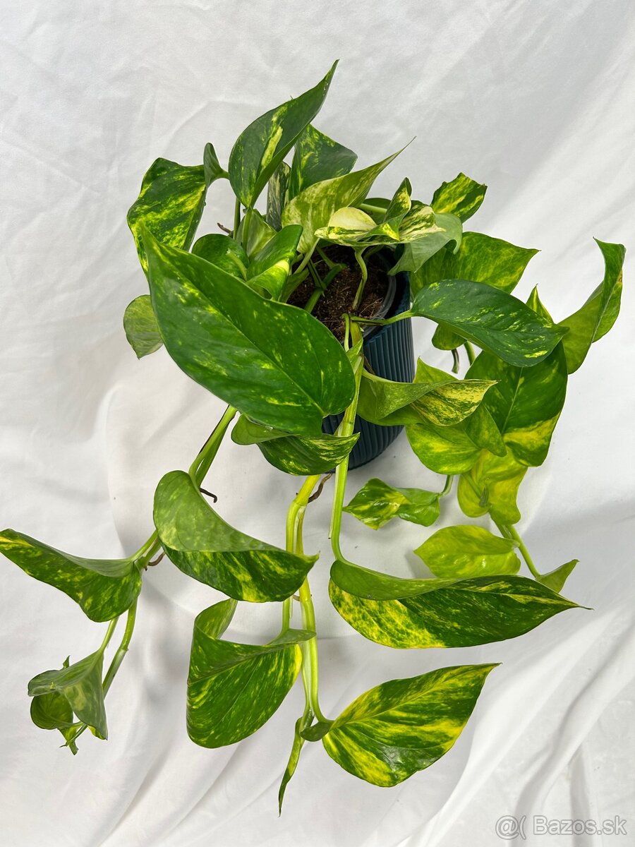 Epipremnum aureum ‚Hicolor‘ (Veľký)