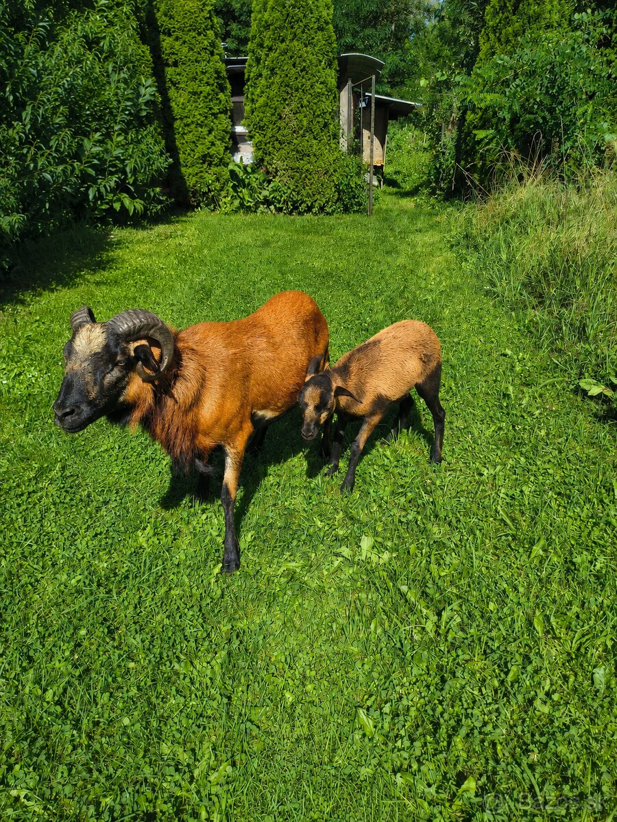 Kamerunská ovca