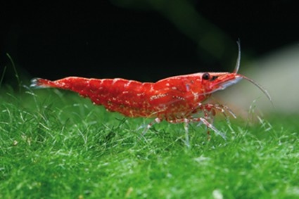 Krevetky Neocardinia