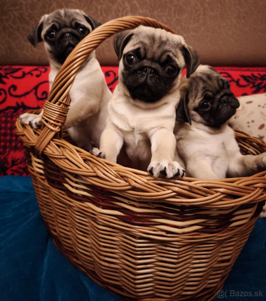 Mops šteniatka s PP