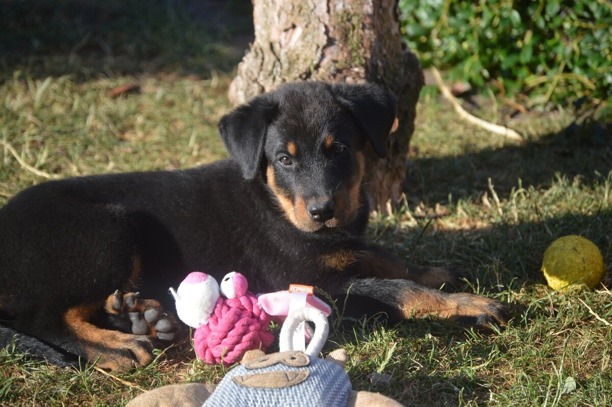 Beauceron šteniatko, šteniatka s PP