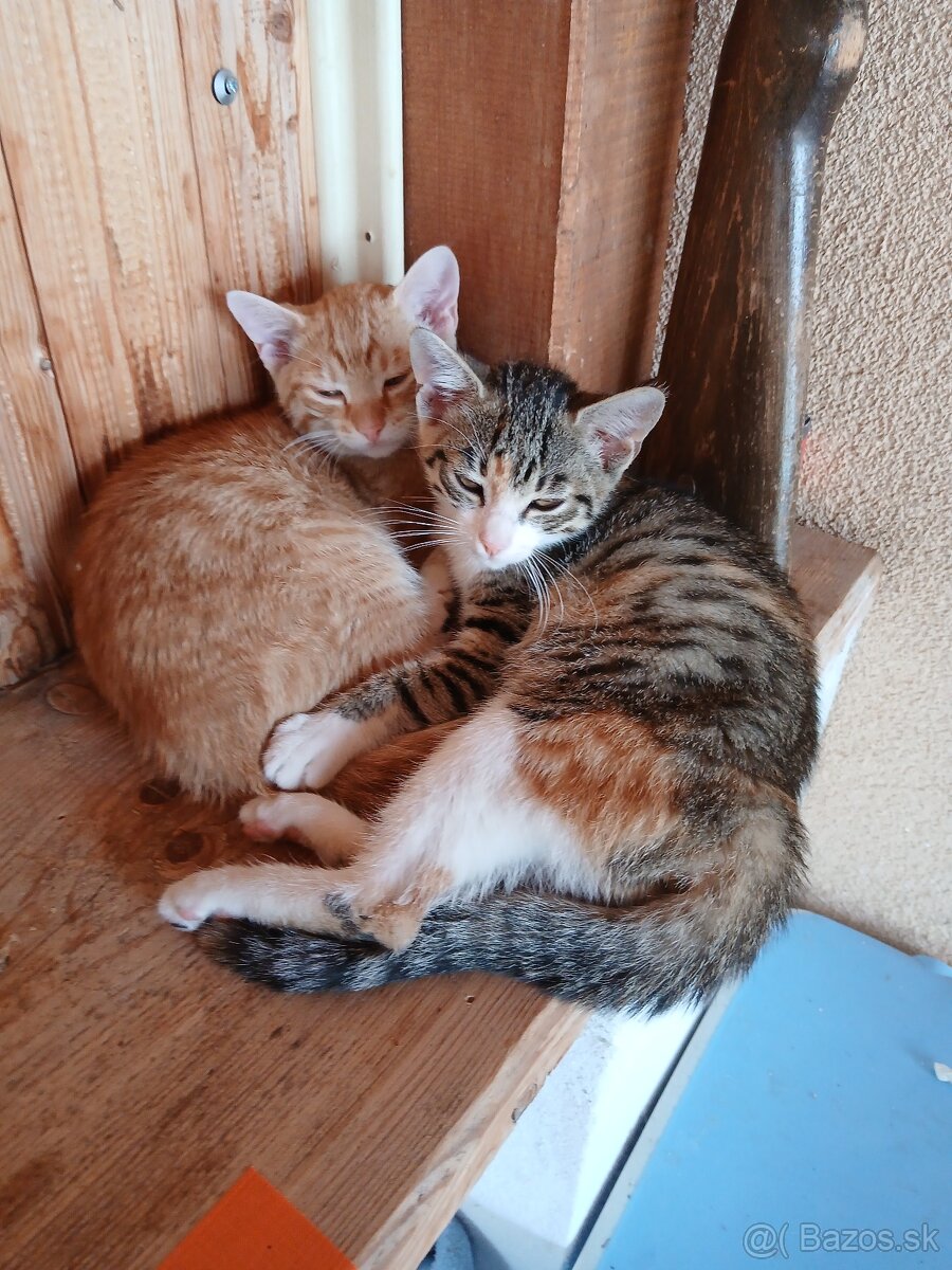 Darujem mačiatka