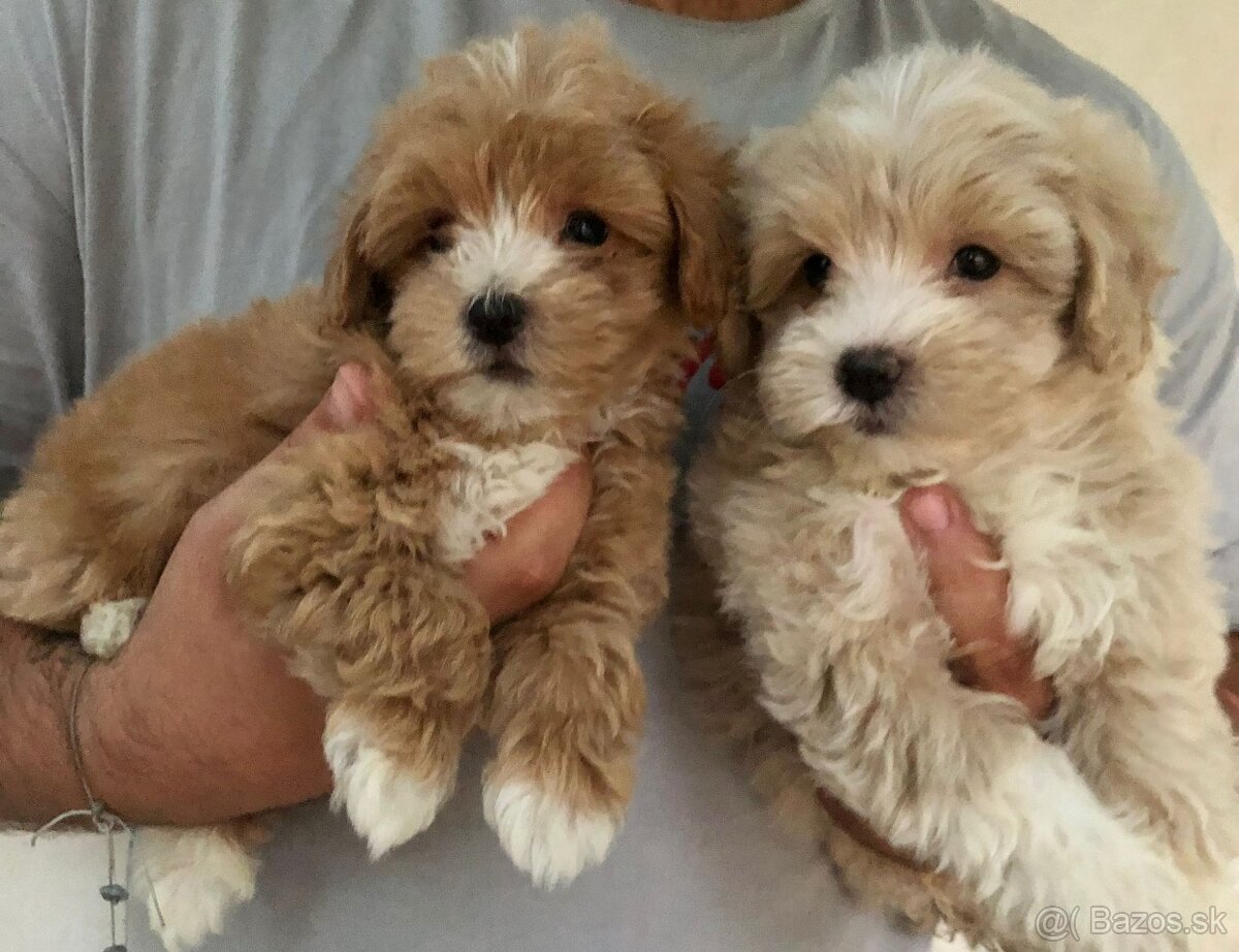 Toy mini maltipoo