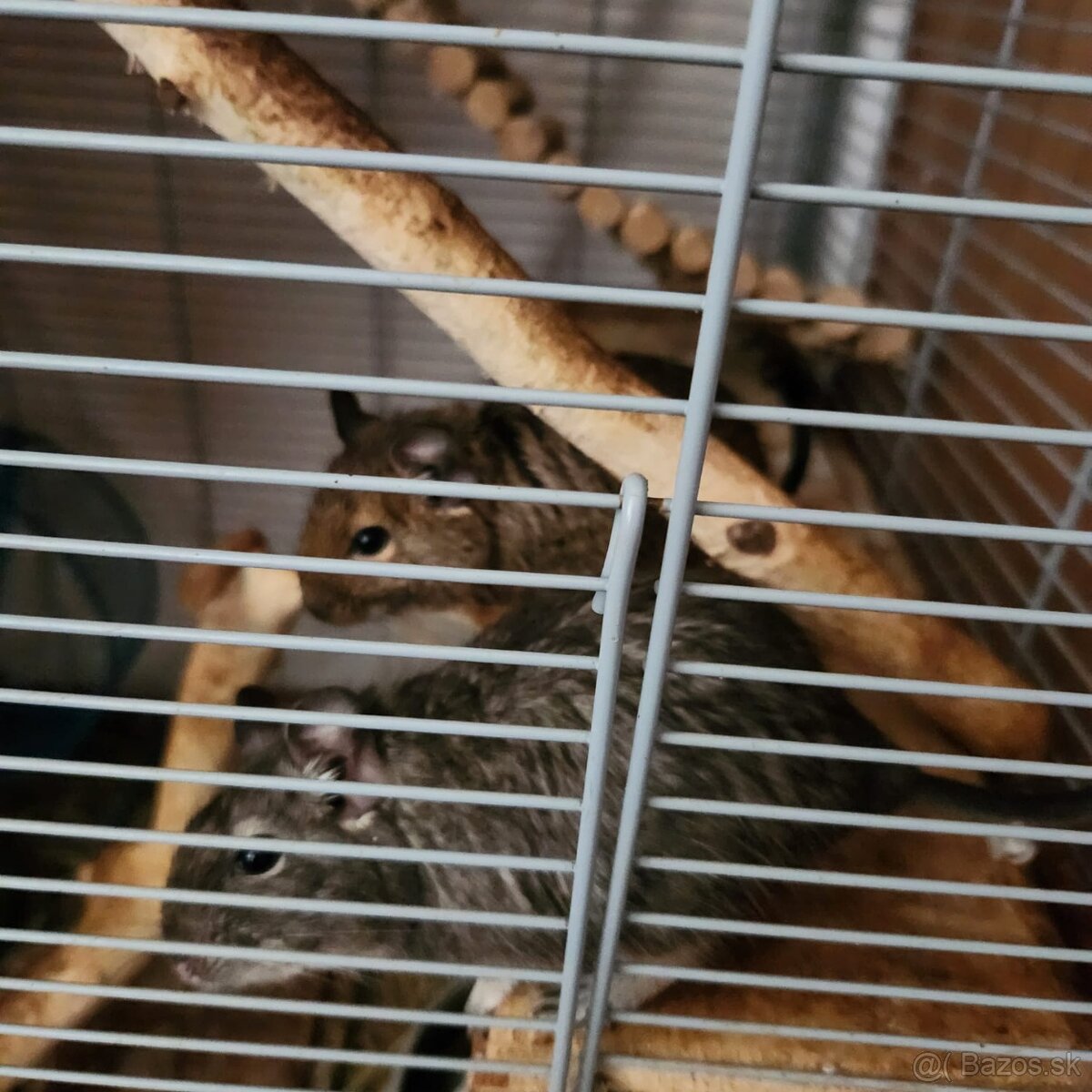 Osmák degu