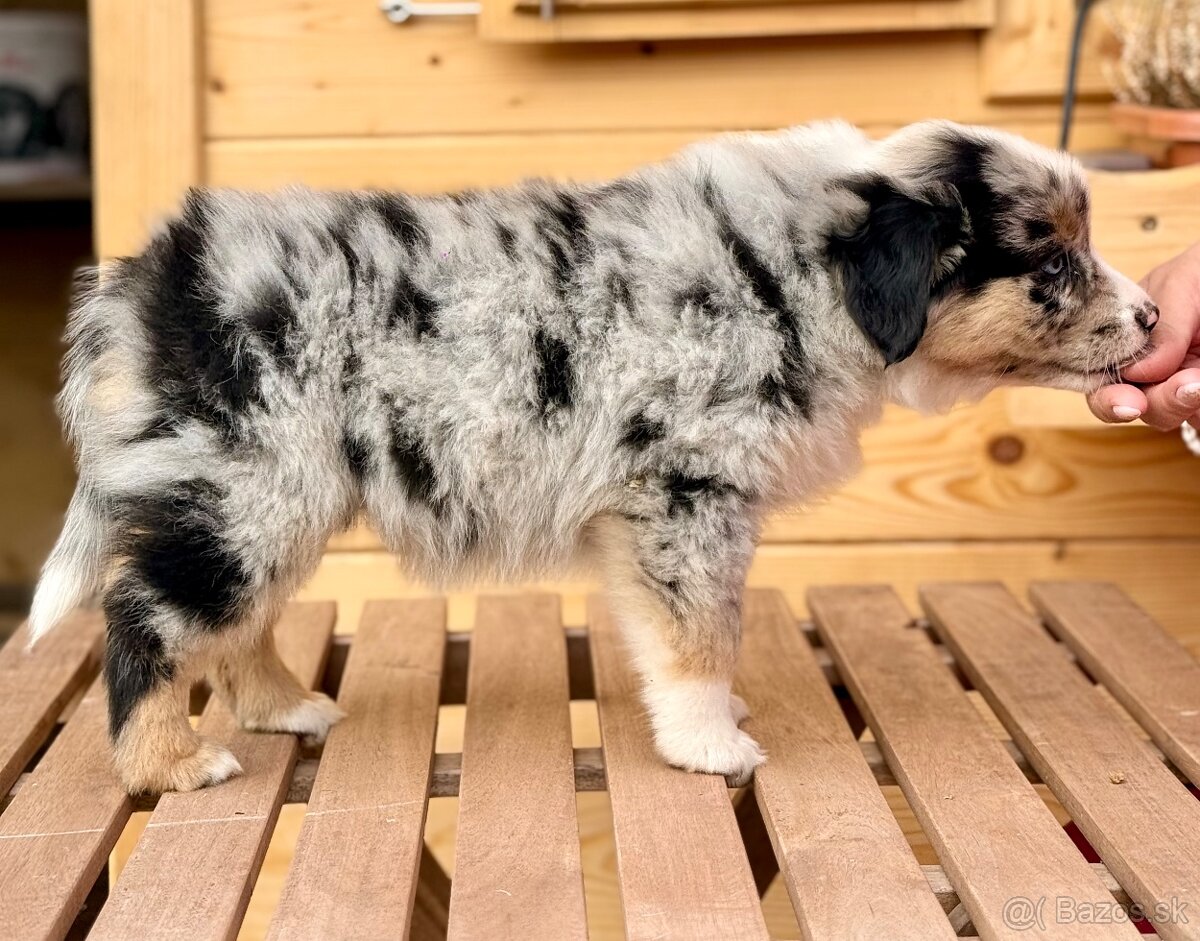 Miniatúrny americký ovčiak