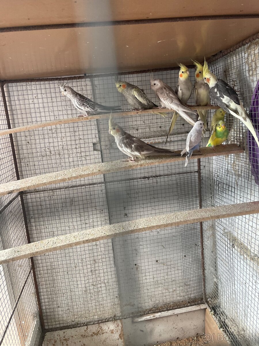 Predám mlade andulky a korelky