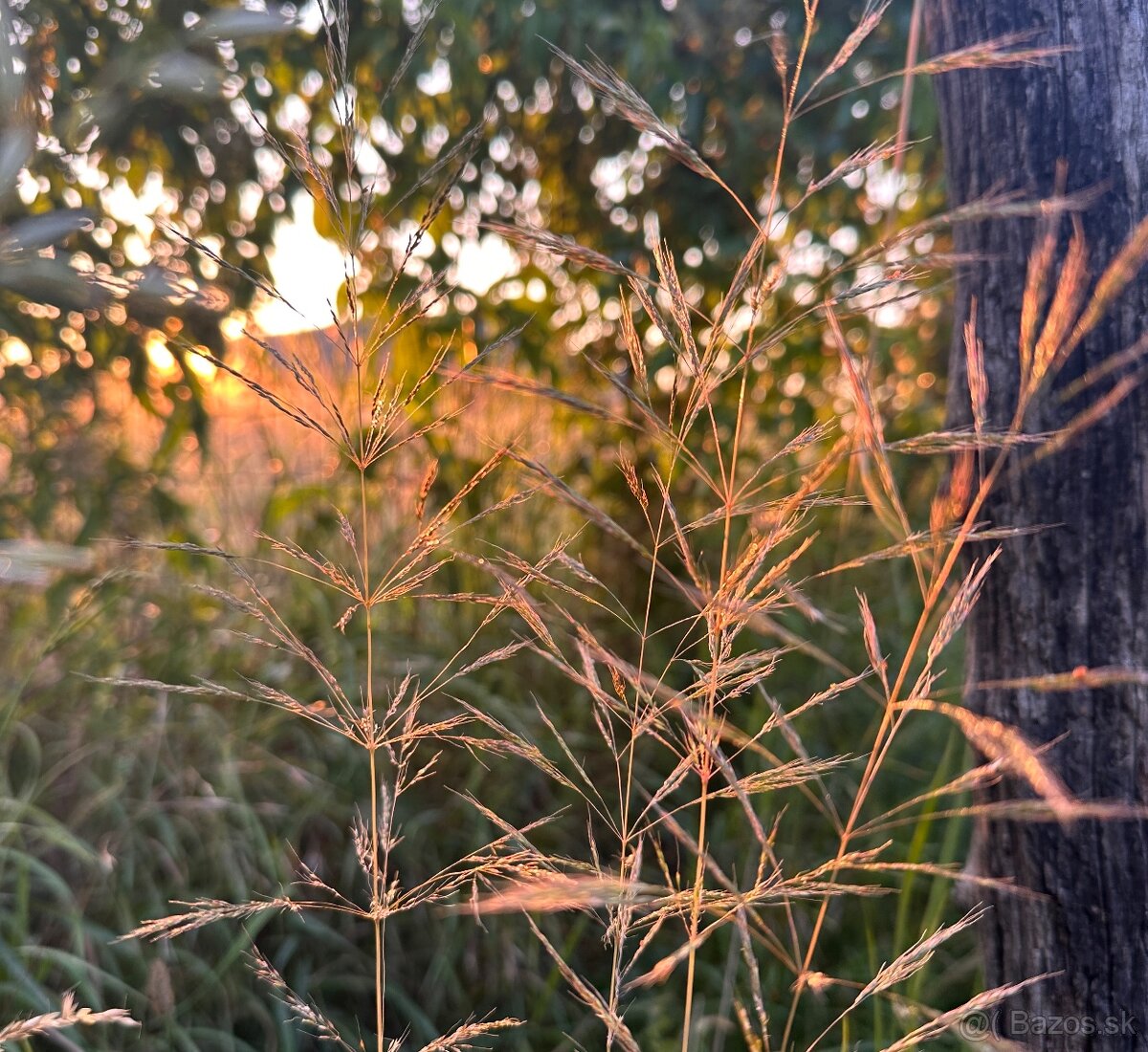 Omastiná – 9.909 m2 LESY a PASIENKY – PREDAJ