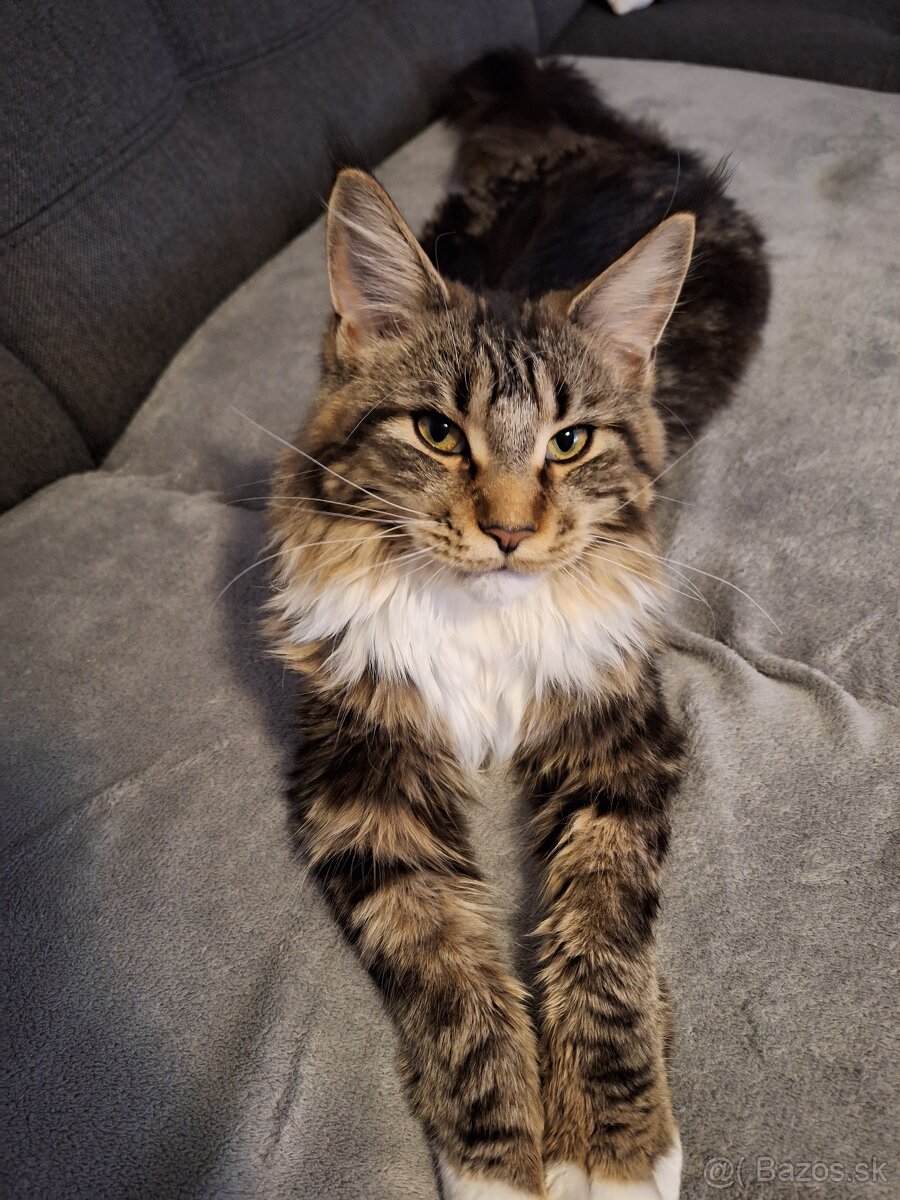 Mainská mývalia mačka