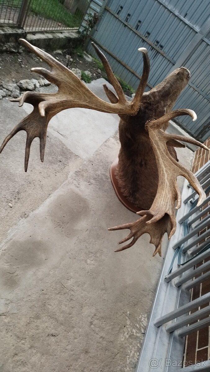 Predám trofej kapitálneho zlatého jeleňa, parožie, zhody, tr