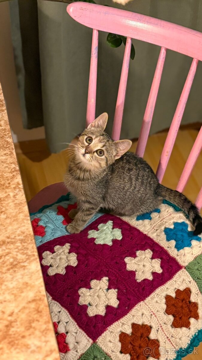 Darujem mačiatko do starostlivých rúk