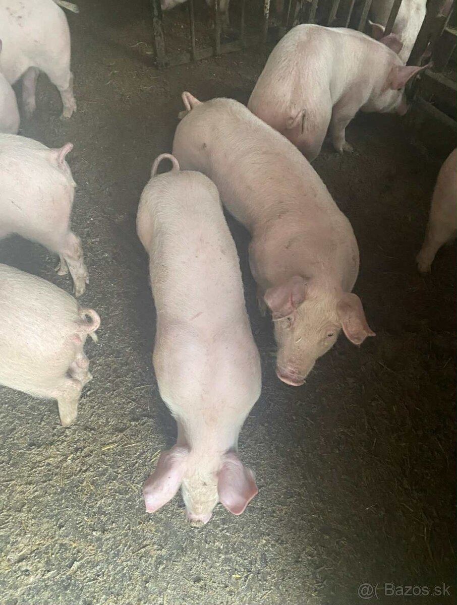 Prasiatka,odstavčatá 25-30