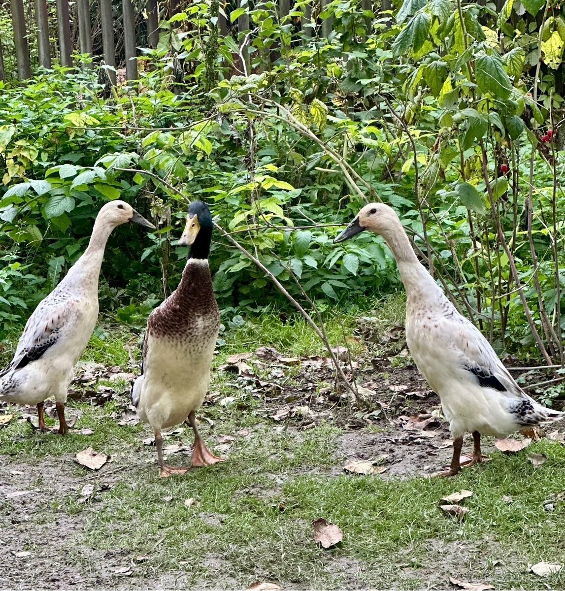 Indický bežec - strieborný