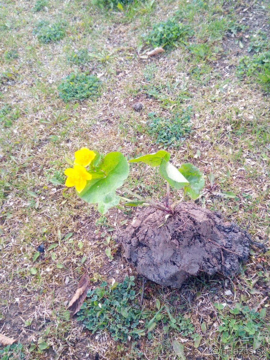 Okysličovacie rastliny do jazierka