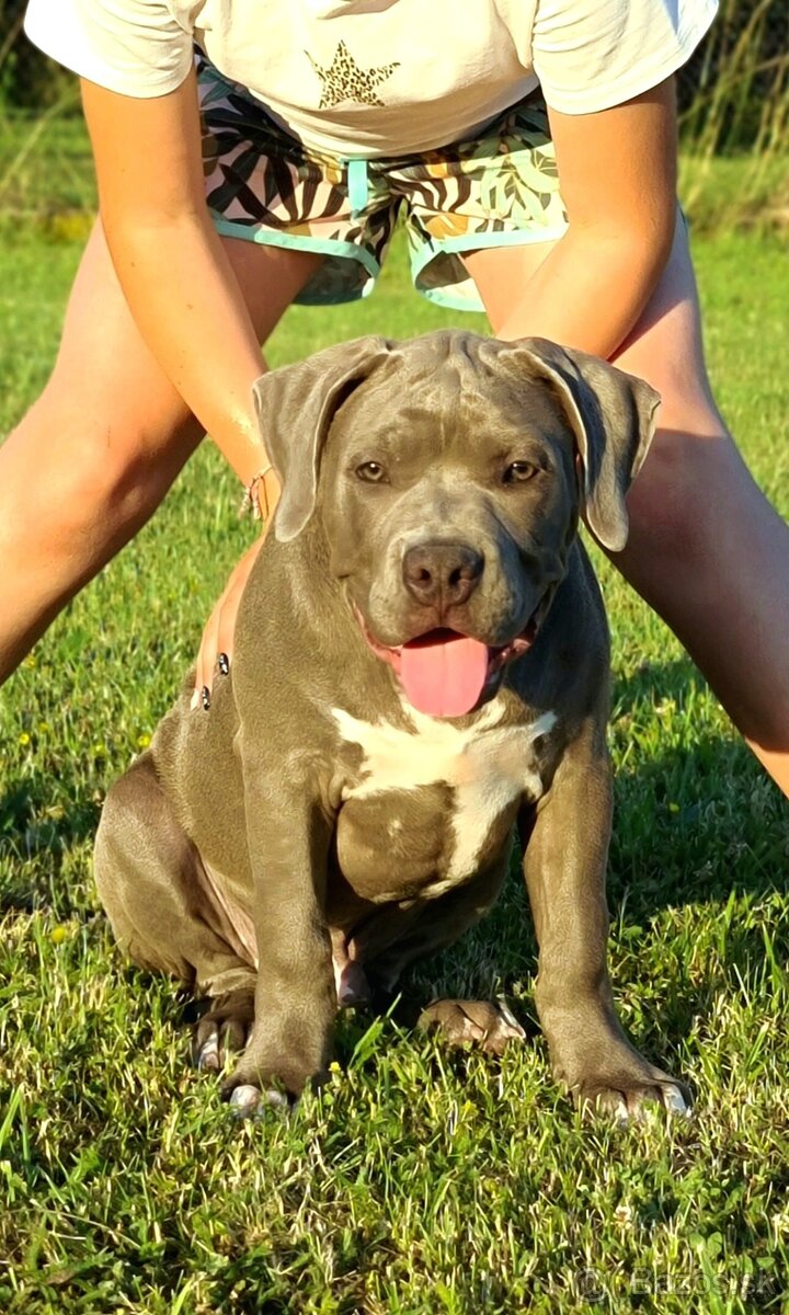 Top pejsek American bully XL s PP
