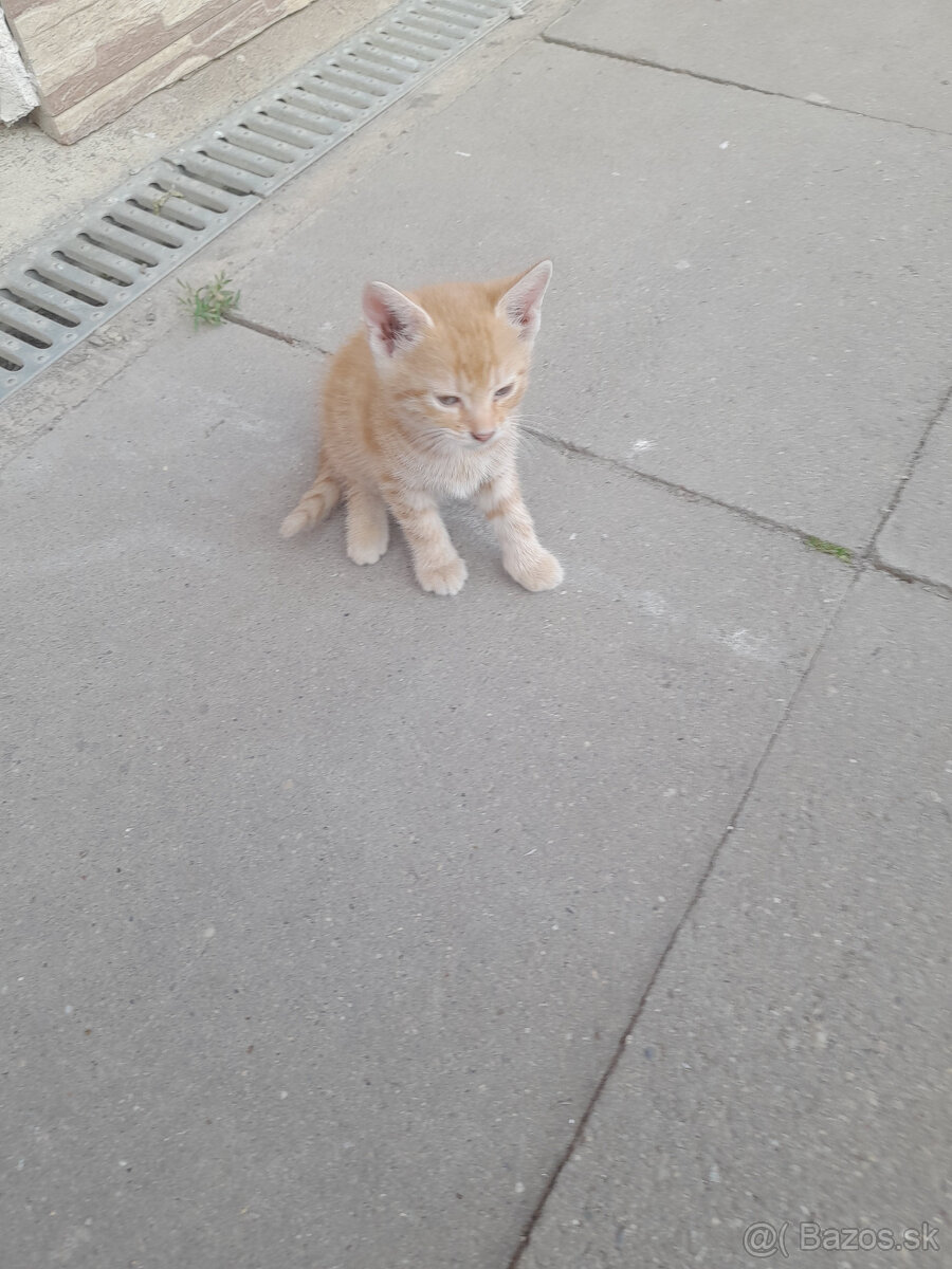 Ryšavý kocúrik a ryšavá mačička