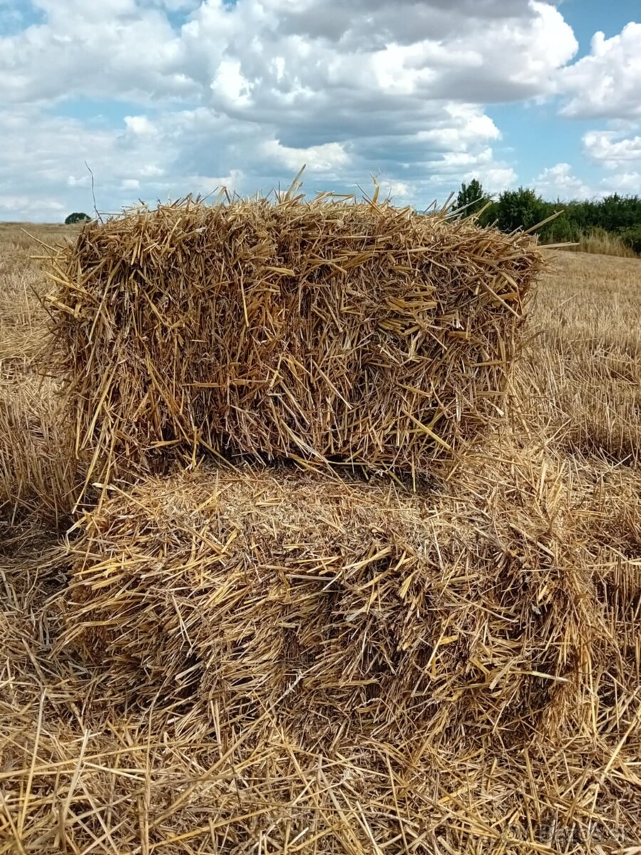 Slama pšeničná