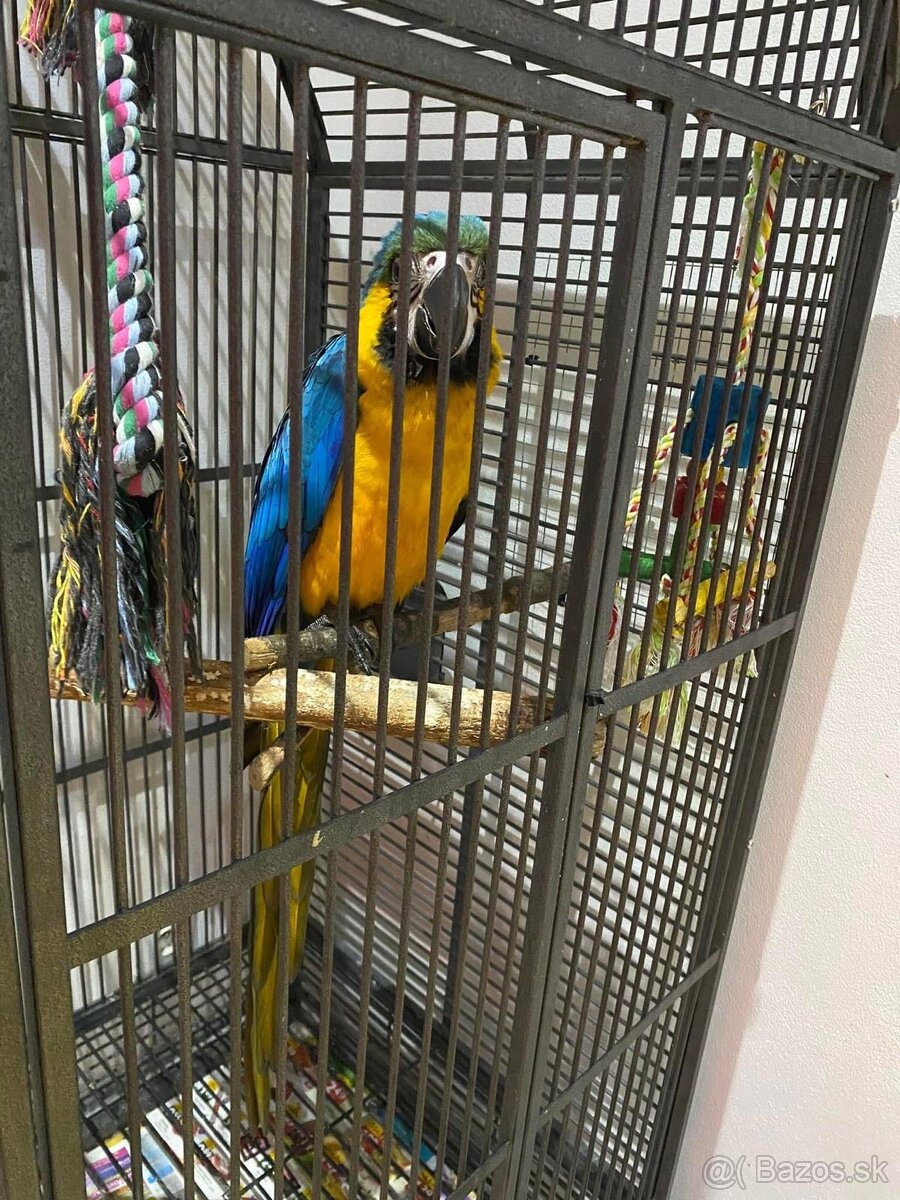 Ara Ararauna