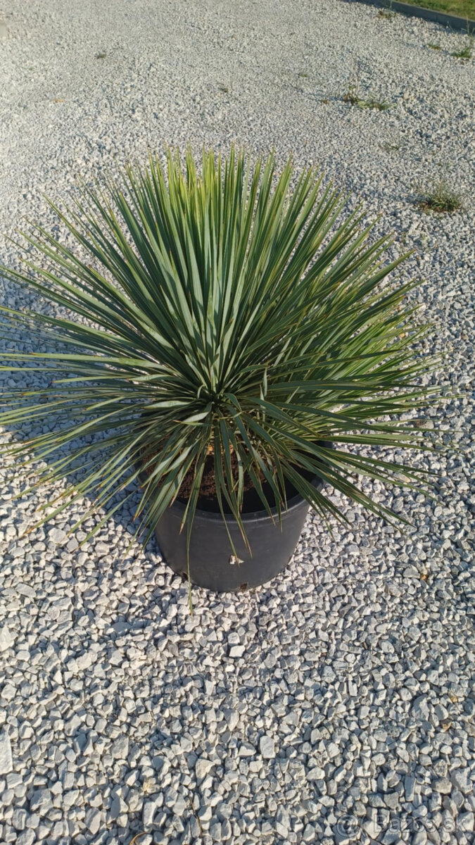 Mrazuvzdorna Yucca Rostrata