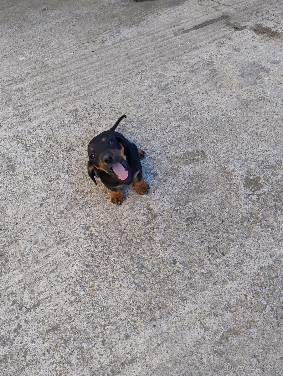 Šteniatko jazvečíka