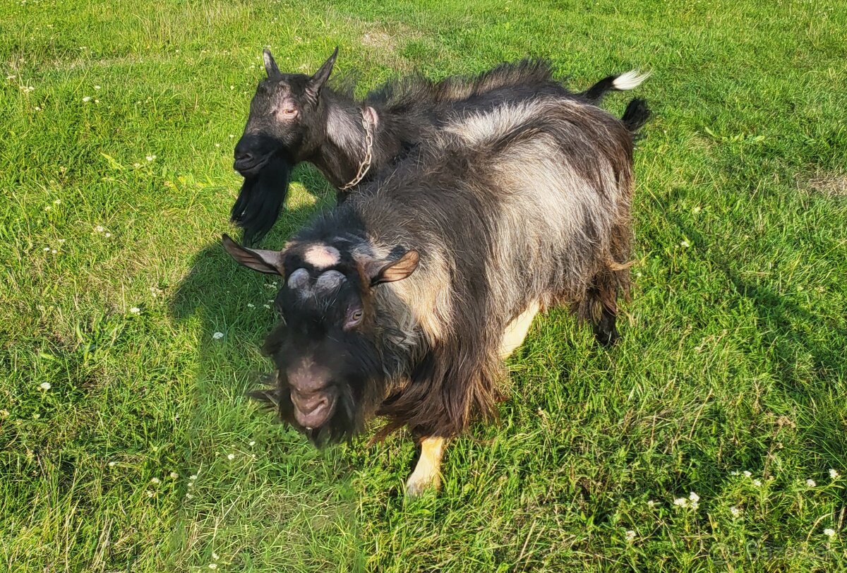 ■ BEZROHÝ CAP ■